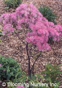 Thalictrum 'Black Stockings'